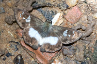 Clito sp-7490