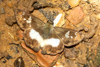 Clito sp-7490