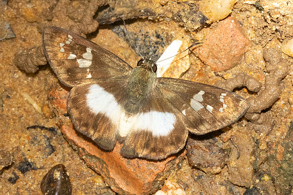 Clito sp-7490