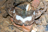 Clito sp-7499
