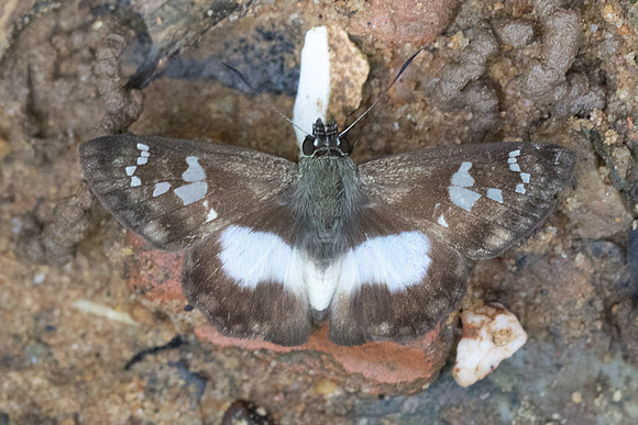 Clito sp-7482