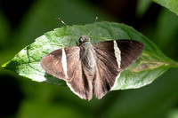 Cecropterus zarex-7089 Minca - 25/07/25