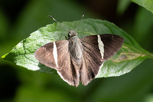Cecropterus zarex-7089 Minca - 25/07/25