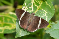 Cecropterus zarex-5405 Minca - 21/07/25
