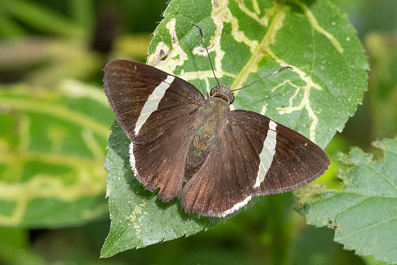 Cecropterus zarex-5405 Minca - 21/07/25
