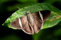 Cecropterus zarex-7093 -  Minca - 25/07/25