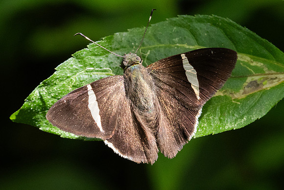 Cecropterus zarex-7093 -  Minca - 25/07/25