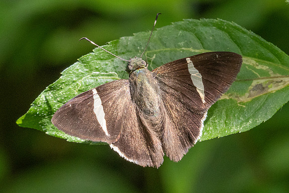 Cecropterus zarex-7094-Minca - 2(/07/25