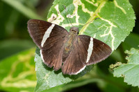 Cecropterus zarex- 5408 -Minca - 21/07/25