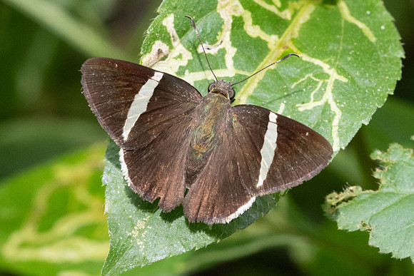 Cecropterus zarex- 5408 -Minca - 21/07/25