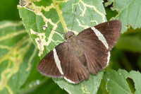 Cecropterus zarex-5400- Minca - 21/07/25