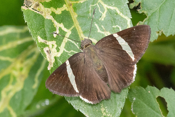 Cecropterus zarex-5400- Minca - 21/07/25