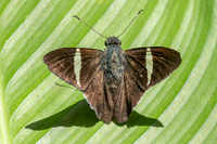 Cecropterus zarex-1501- Minca - 16/07/25