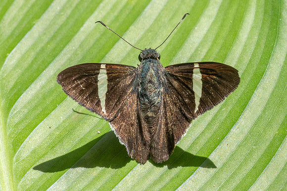 Cecropterus zarex-1501- Minca - 16/07/25