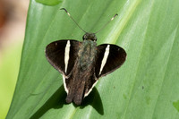 Cecropterus zarex-1450- Minca - 16/07/25