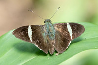 Cecropterus zarex-1415 - Minca - 16/07/25