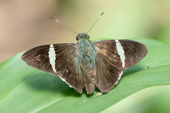 Cecropterus zarex-1415 - Minca - 16/07/25