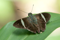 Cecropterus zarex