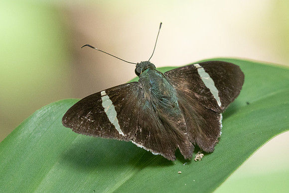 Cecropterus zarex-1410- Minca - 16/07/25