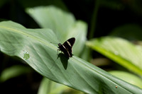 Cecropterus zarex-1447- Minca - 16/07/25