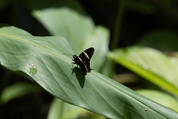 Cecropterus zarex-1447- Minca - 16/07/25