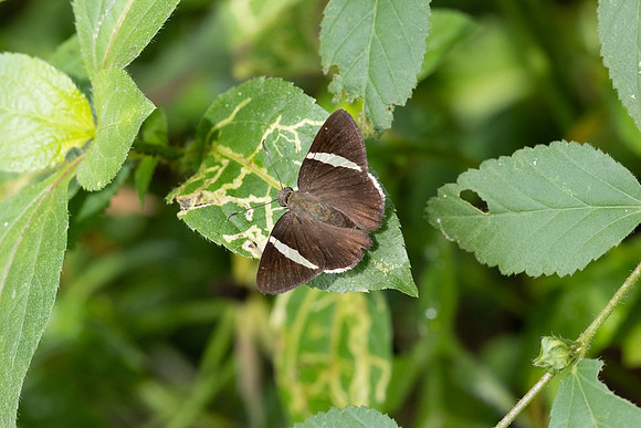Cecropterus zarex-5403 -Minca - 21/07/25