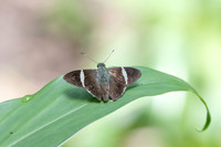 Cecropterus zarex-1414- Minca - 16/07/25