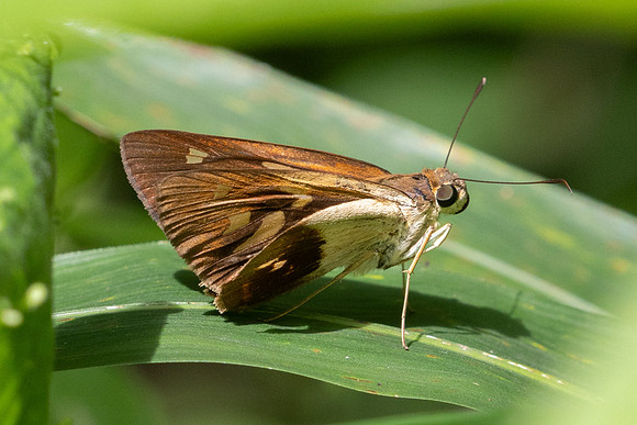 Calpodes sp-5223