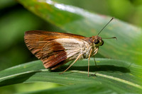 Calpodes sp-5229