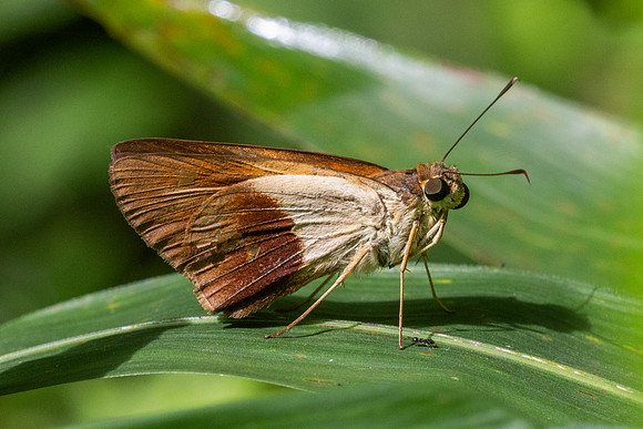 Calpodes sp-5229