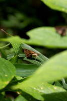 Calpodes sp-5224