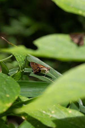 Calpodes sp-5224