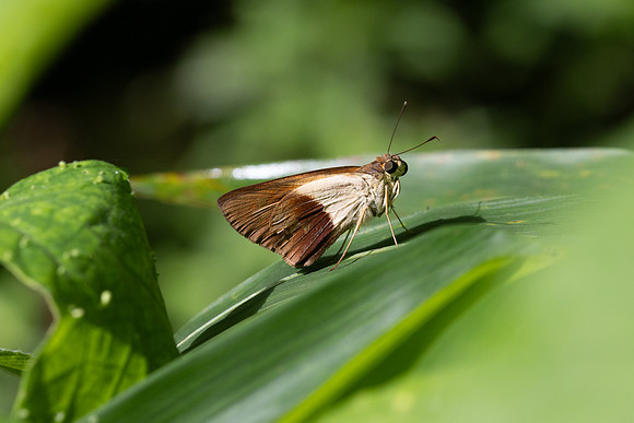 Calpodes sp-5235