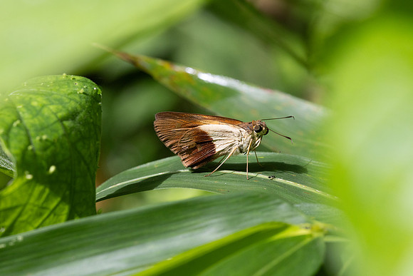 Calpodes sp-5231