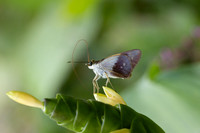 Calpodes sp-1151