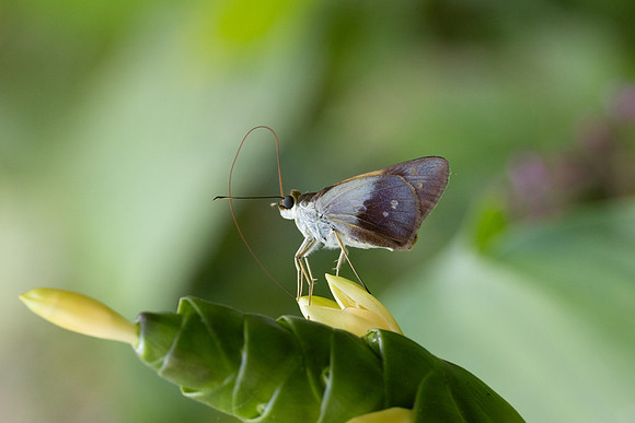 Calpodes sp-1151