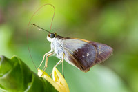 Calpodes sp-1146