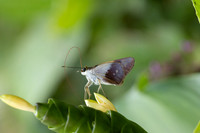 Calpodes sp-1149