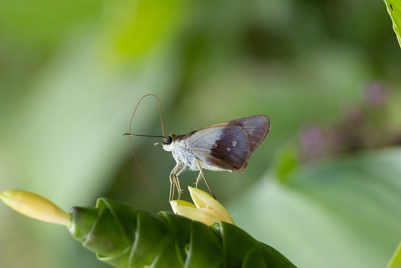 Calpodes sp-1149