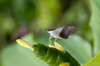 Calpodes sp-1147
