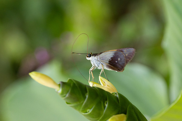 Calpodes sp-1147
