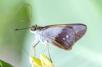 Calpodes sp-1134
