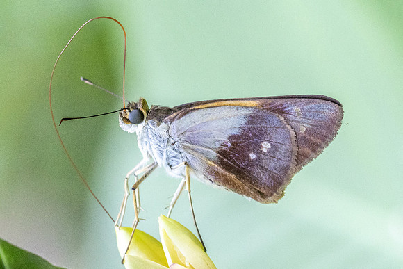 Calpodes sp-1134