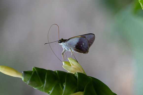 Calpodes sp-1136