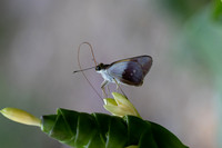 Calpodes sp-1141