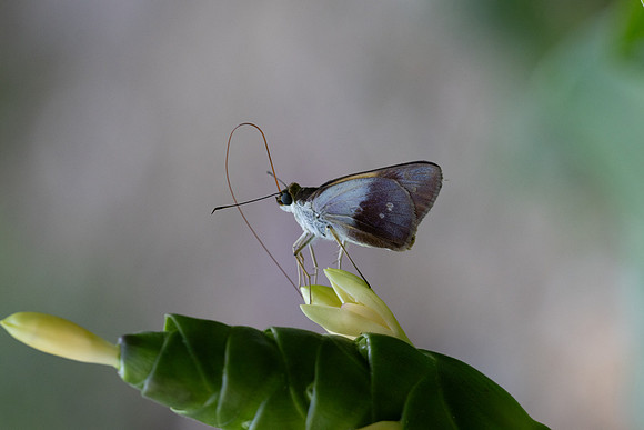 Calpodes sp-1141