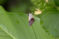 Calpodes sp-1132