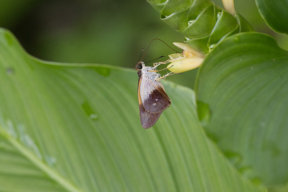 Calpodes sp-1132