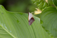 Calpodes sp-1130
