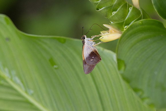Calpodes sp-1130